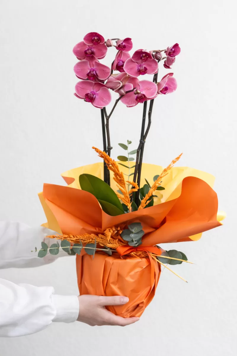 Kraliçe Orkide – Premium Pembe Phalaenopsis