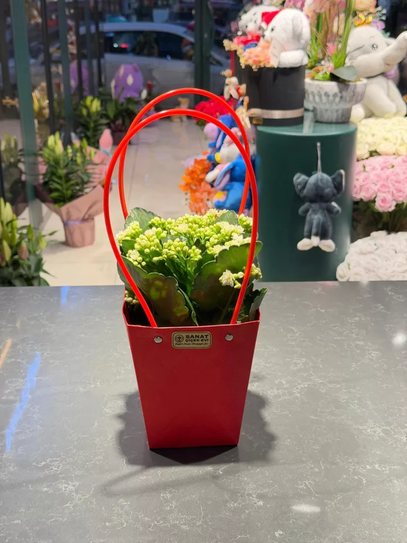 Özel Çantasında Beyaz Kalanchoe