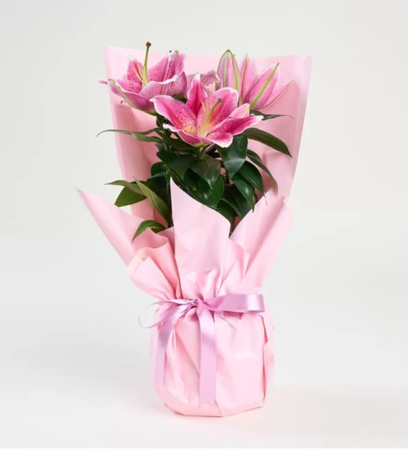 Saksıda Pembe Zambak - Lilyum